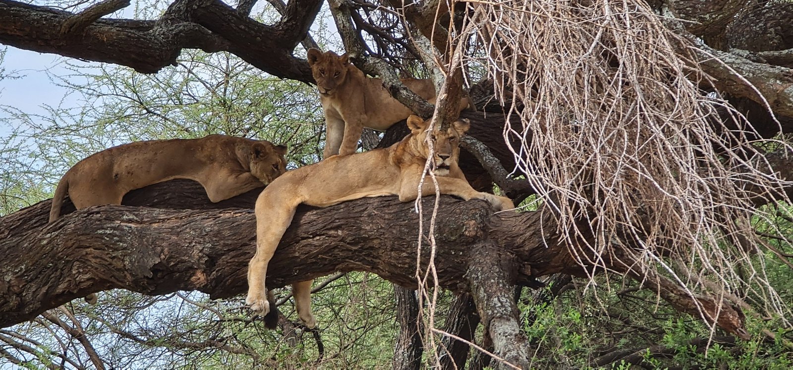 Lions in a tree Lake Manyara National Park