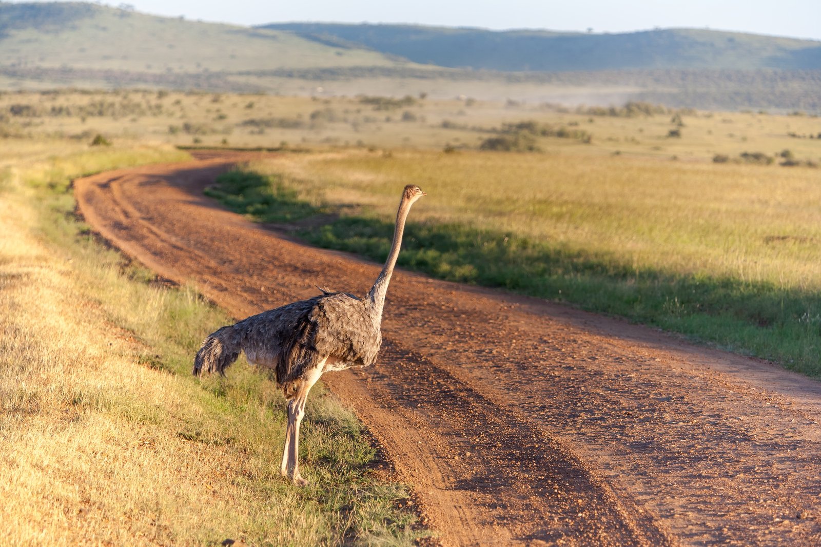 Ostrich walking on savanna in Africa. Safari. Kenya