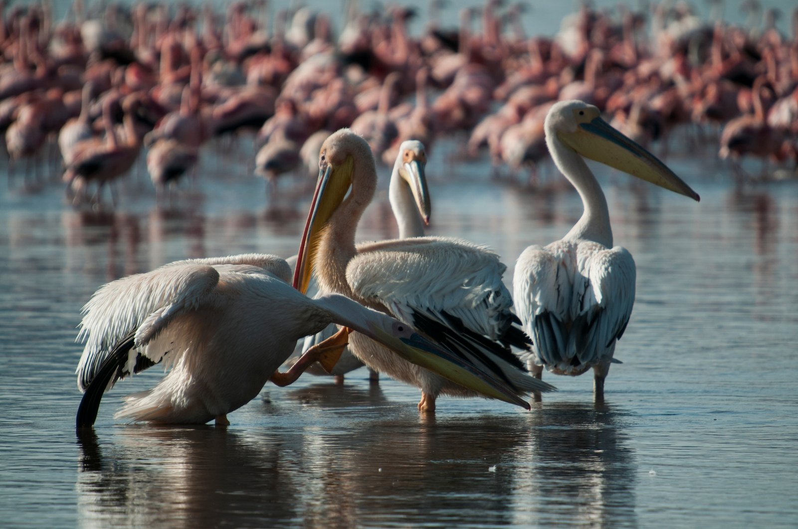 Pelicans and flamingos in shallows of Lake Nakuru, Kenya