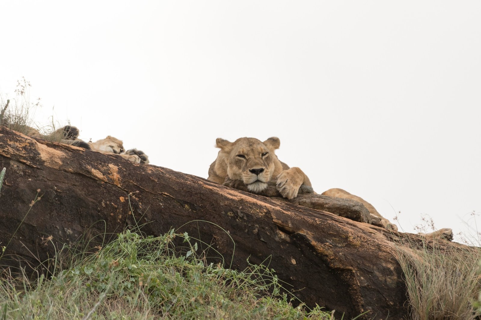 Two lioness (Panthera leo) resting on a Kopje known as Lion Rock in Lualenyi reserve, Tsavo, Kenya