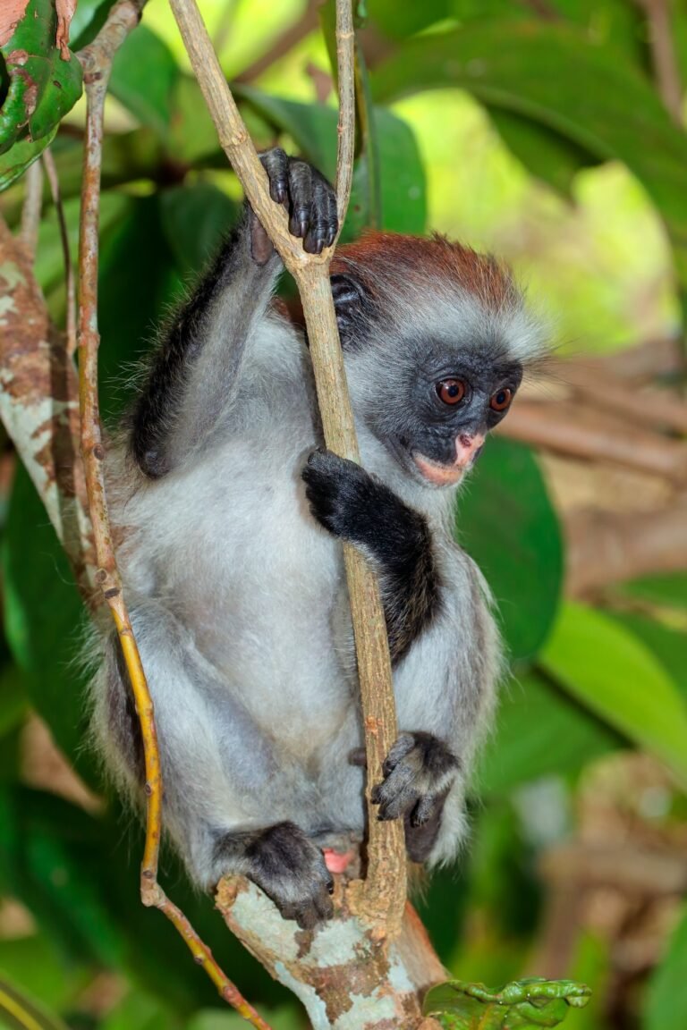 Zanzibar red colobus monkey