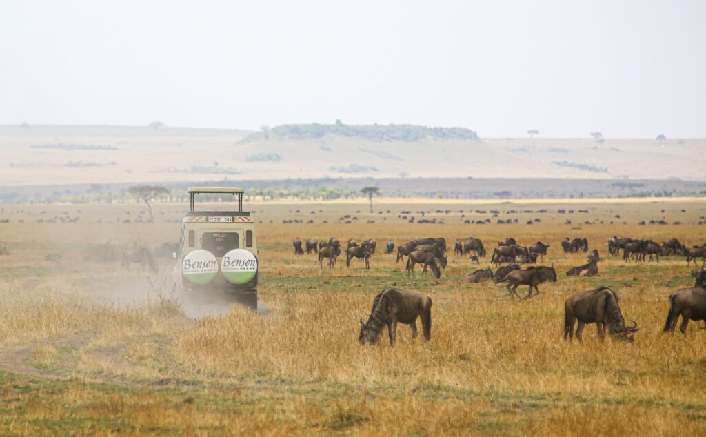 benson safaris