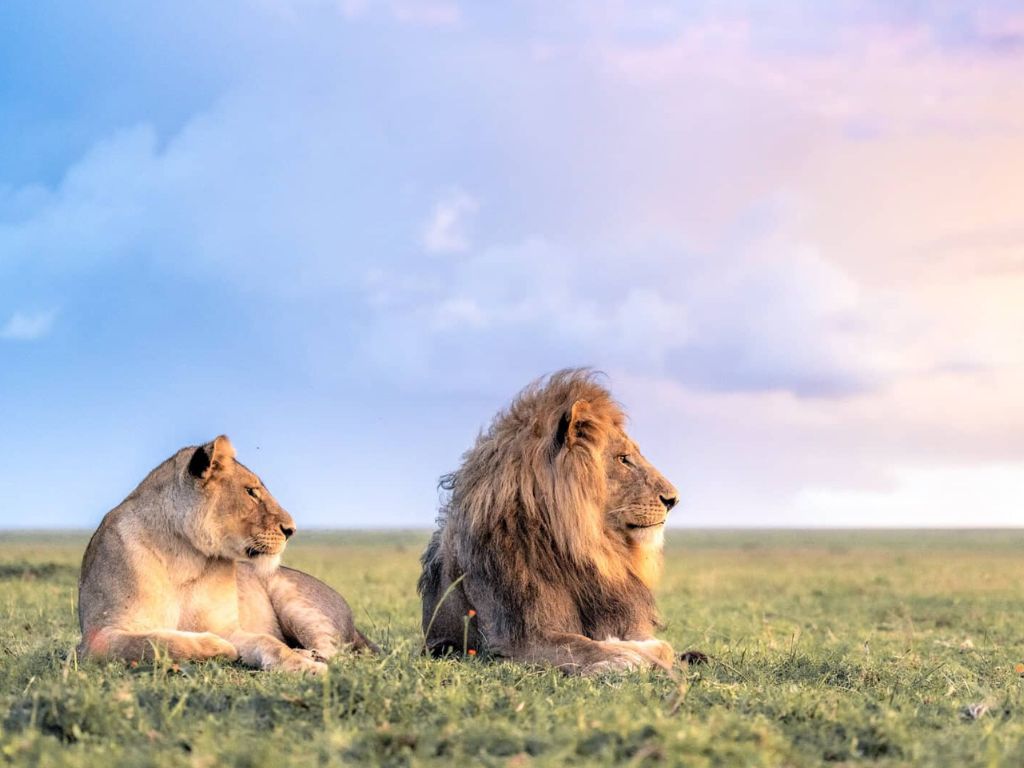 Big Five Wildlife