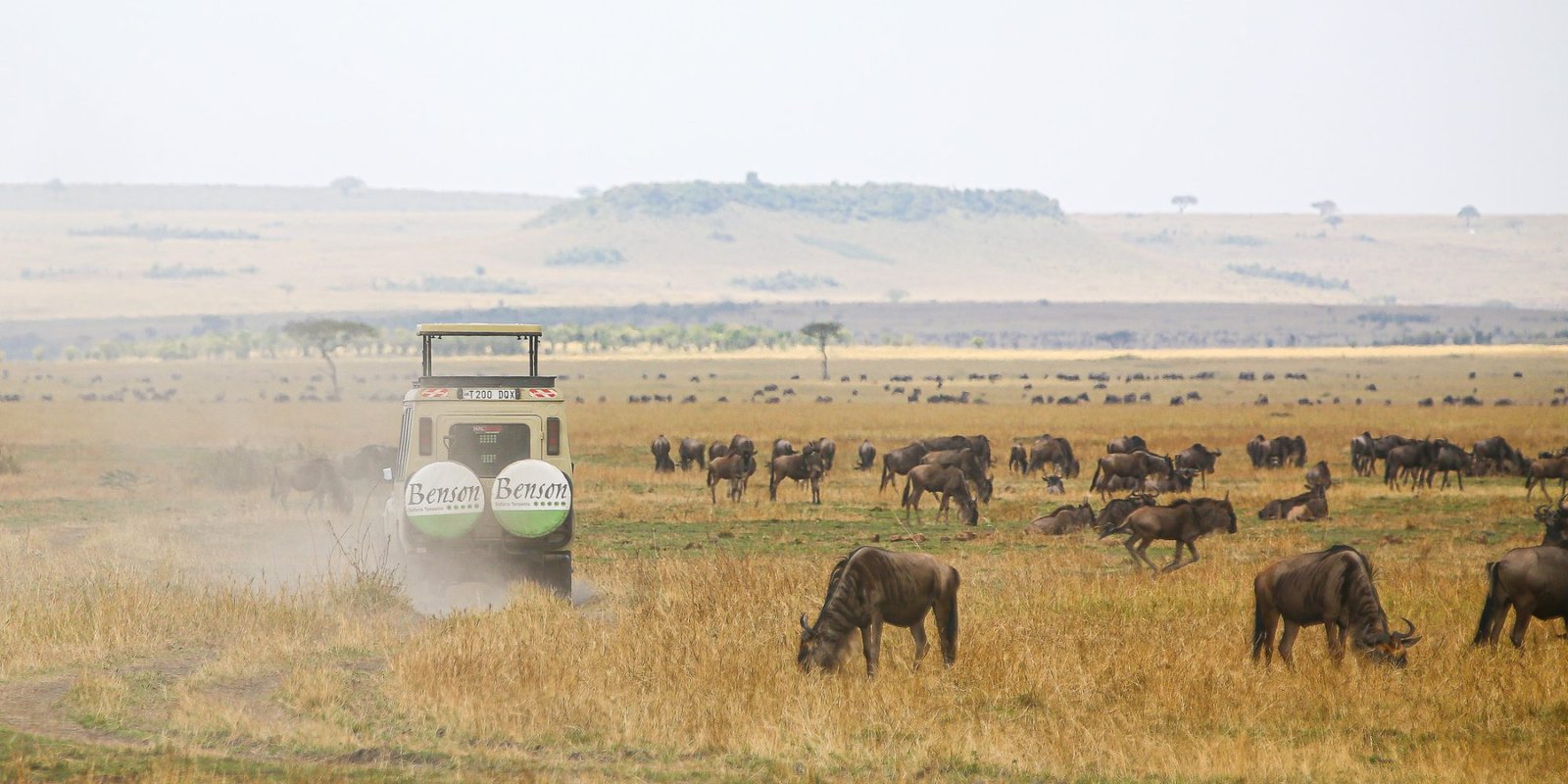 benson safaris