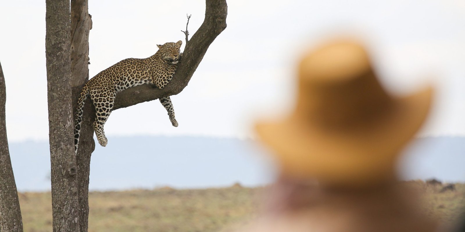 Benson Safaris