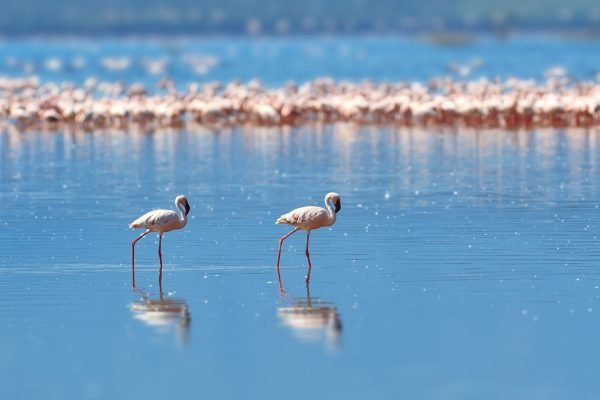 Lake Nakuru pic 2