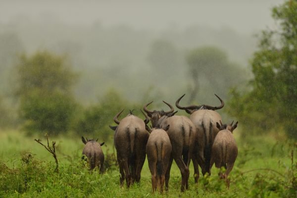 Masai Mara Benson Safaris 3