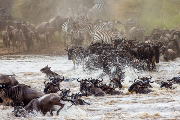 Wildebeests are crossing Mara river. Great Migration. Kenya. Tan