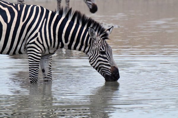 Zebra Drinking Benson Safaris 4