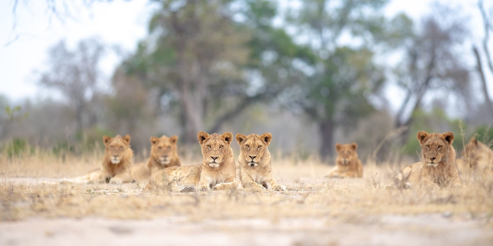 Benson Safaris | A pride of lions, Pnathera leo, lie in a clearing, direct gaze