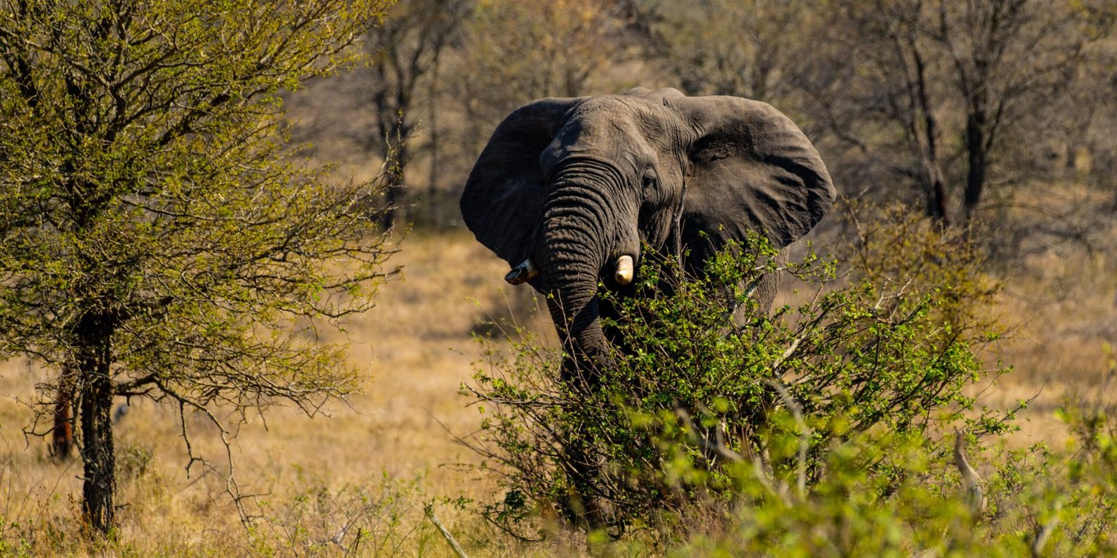 An African elephant is standing in a lush grassy field, its trunk swaying in the air