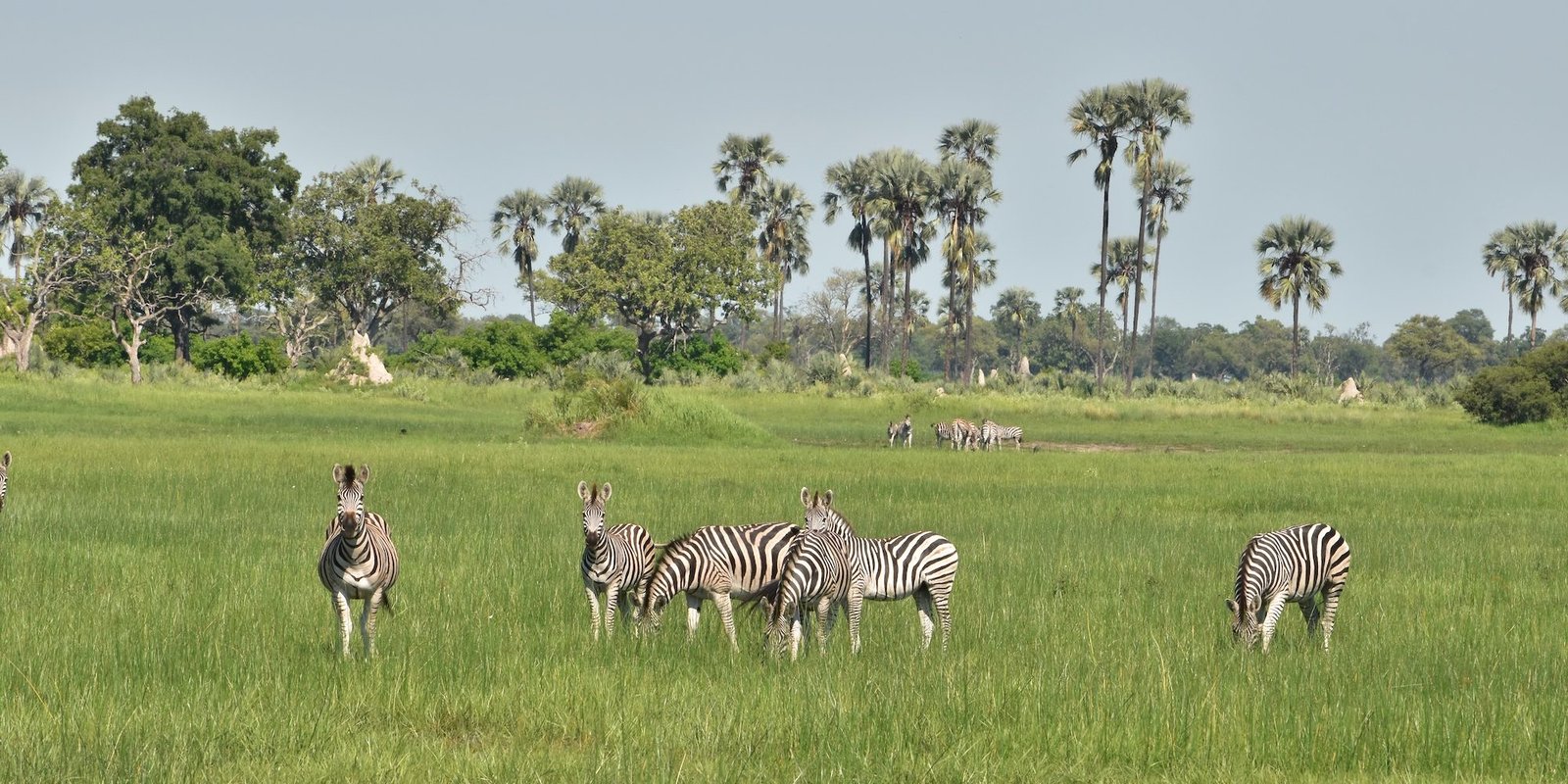 benson safaris