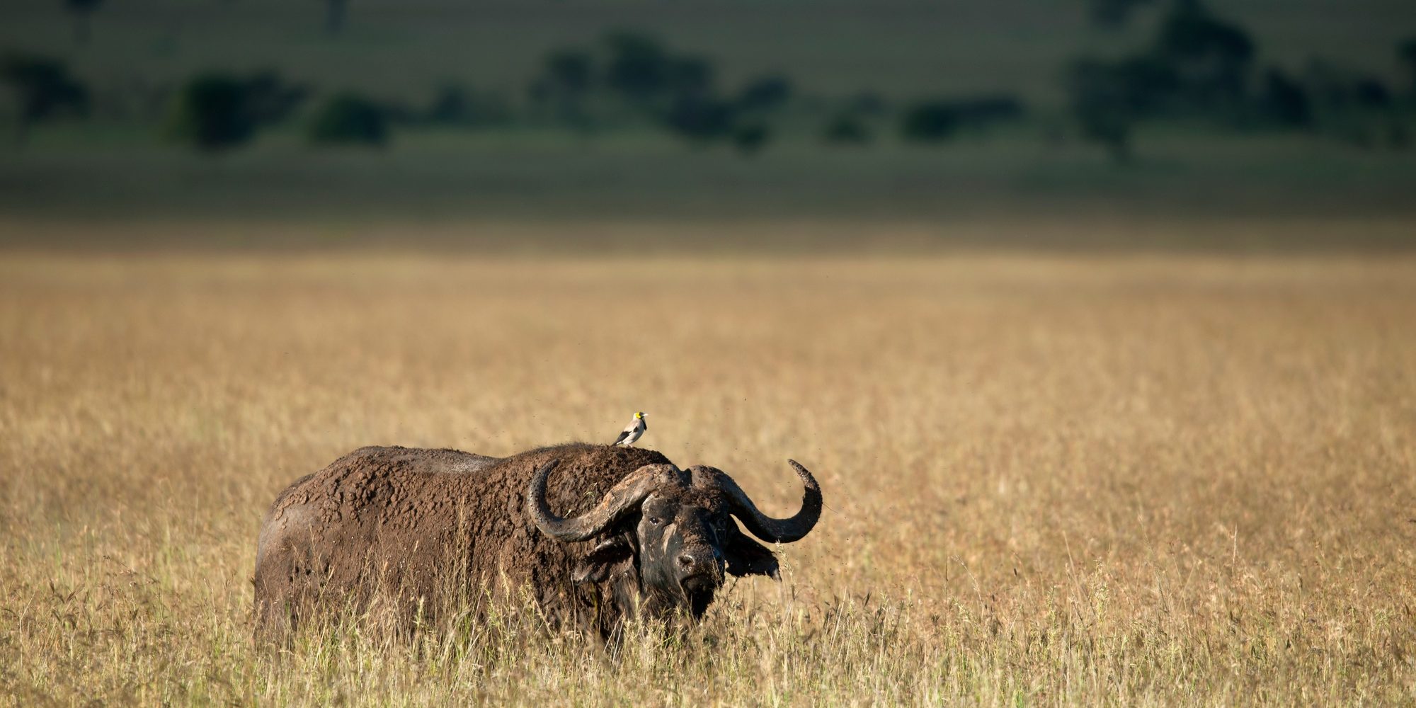 Benson Safaris | Buffalo at the Serengeti National Park, Tanzania, Africa