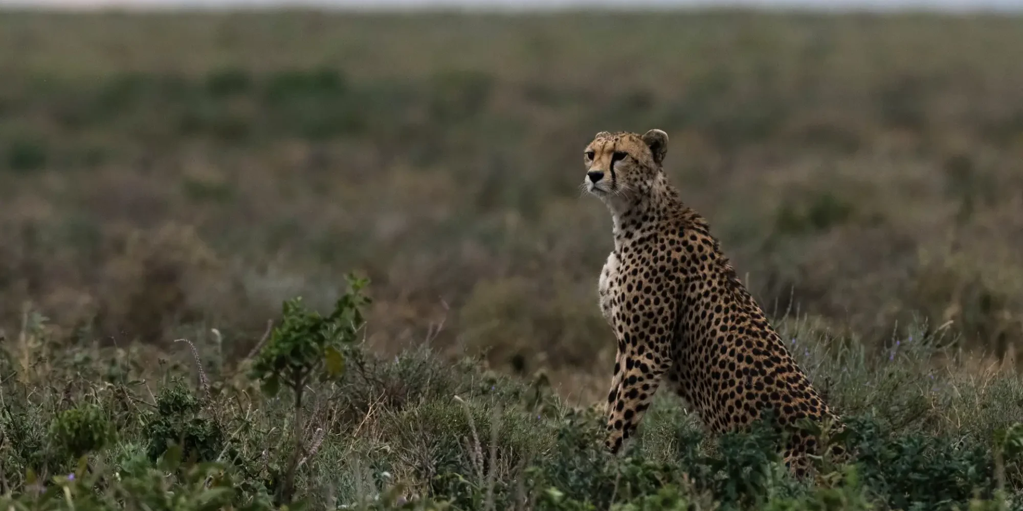 Exploring Tanzania Parks