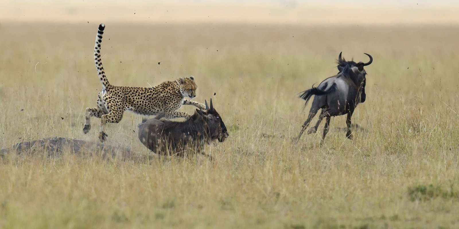 Benson Safaris | Cheetah