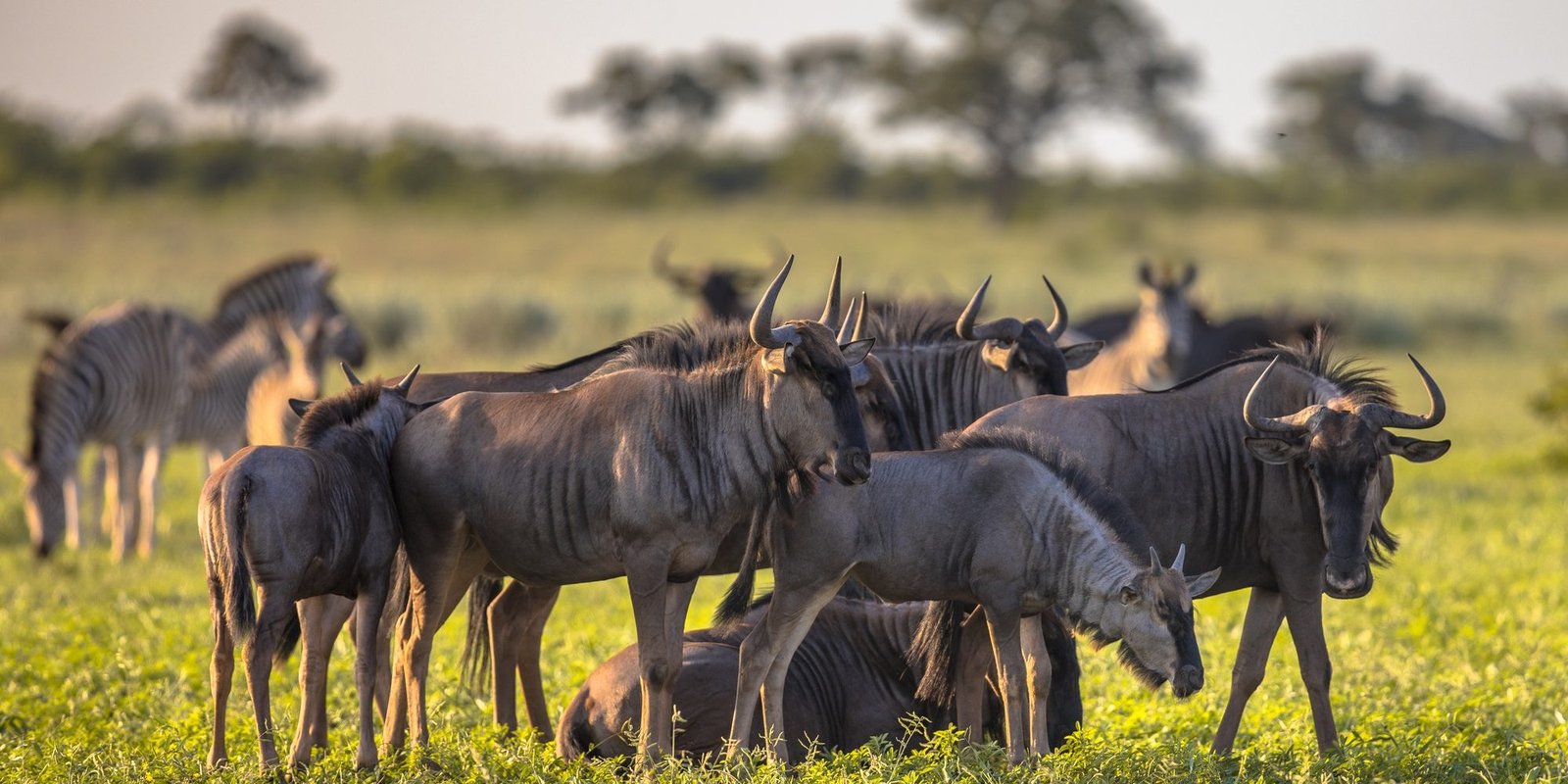 Benson Safaris | Common Wildebeest herd foraging on grass of Mooiplas