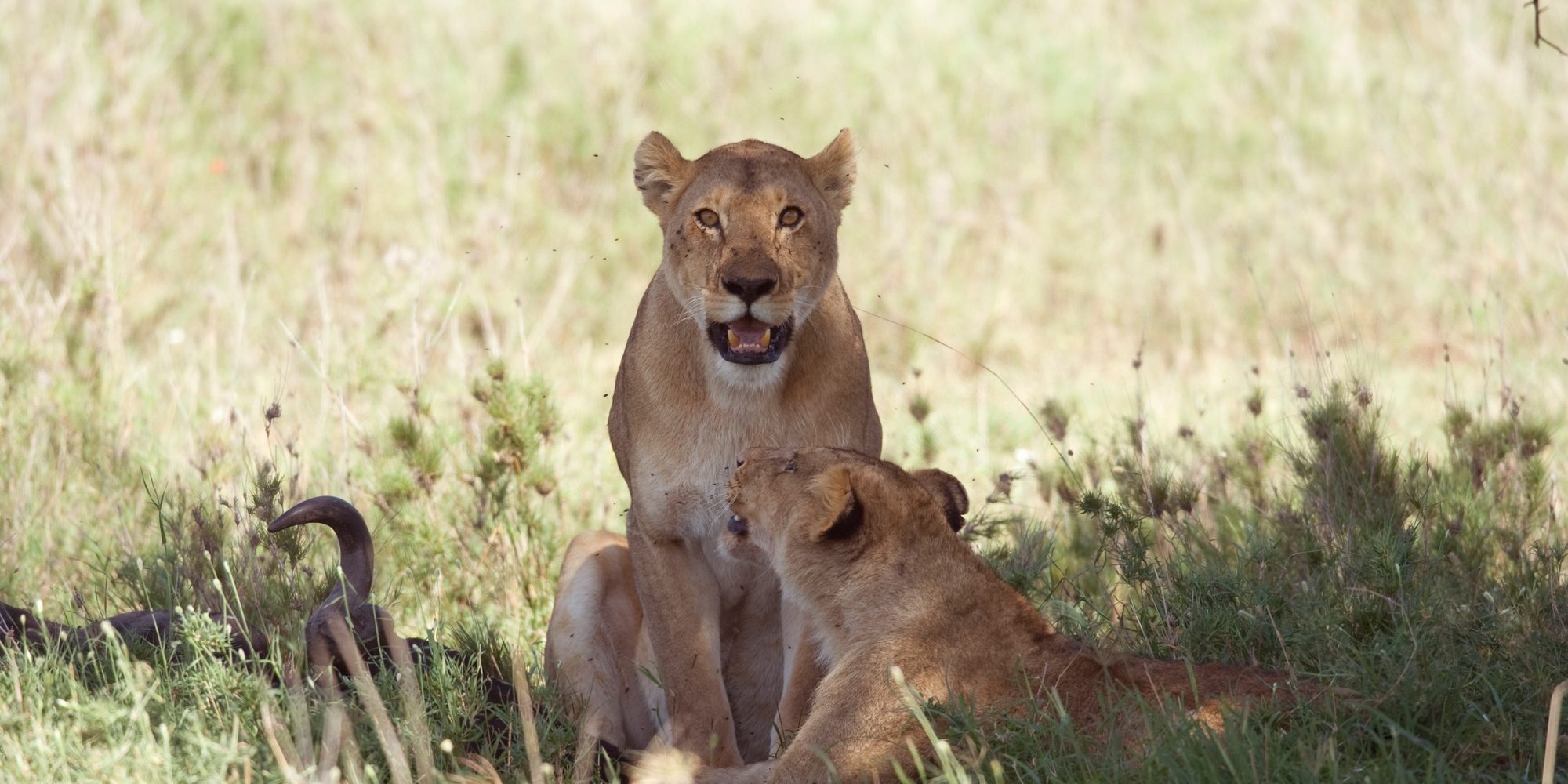 Benson Safaris | Couple of lioness