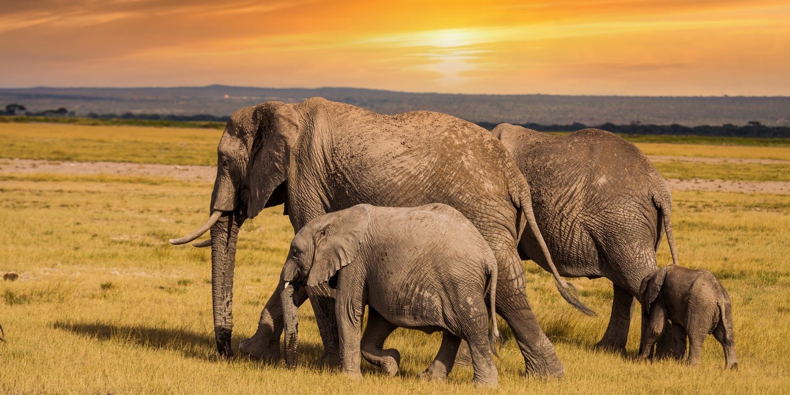 Benson Safaris | Elephants with baby elephants. Kenya National Park. Africa
