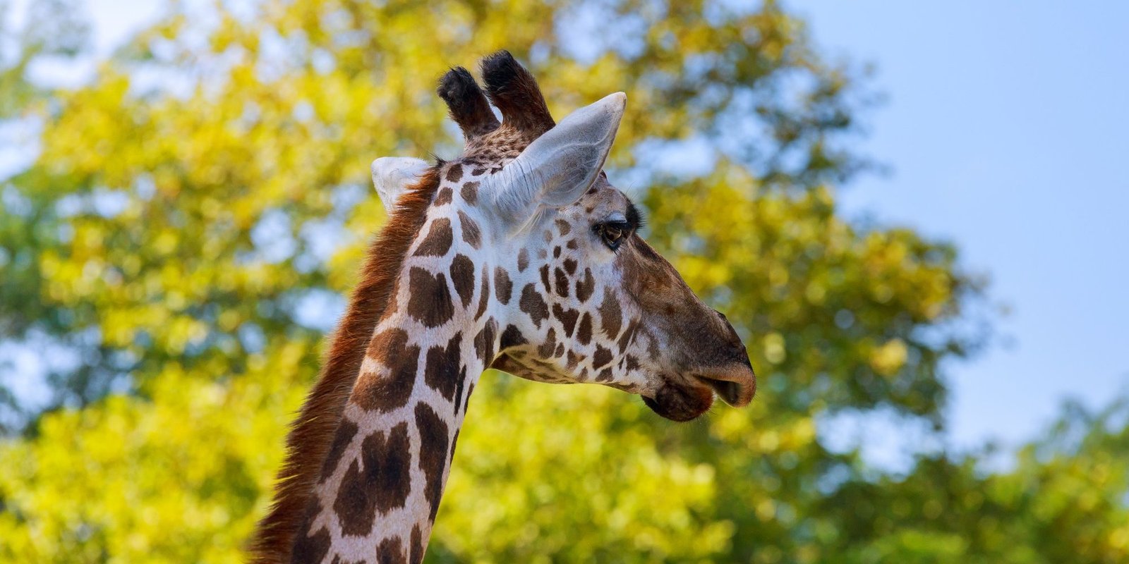 Benson Safaris | Giraffe eat leaves national park in the savannah between the plants