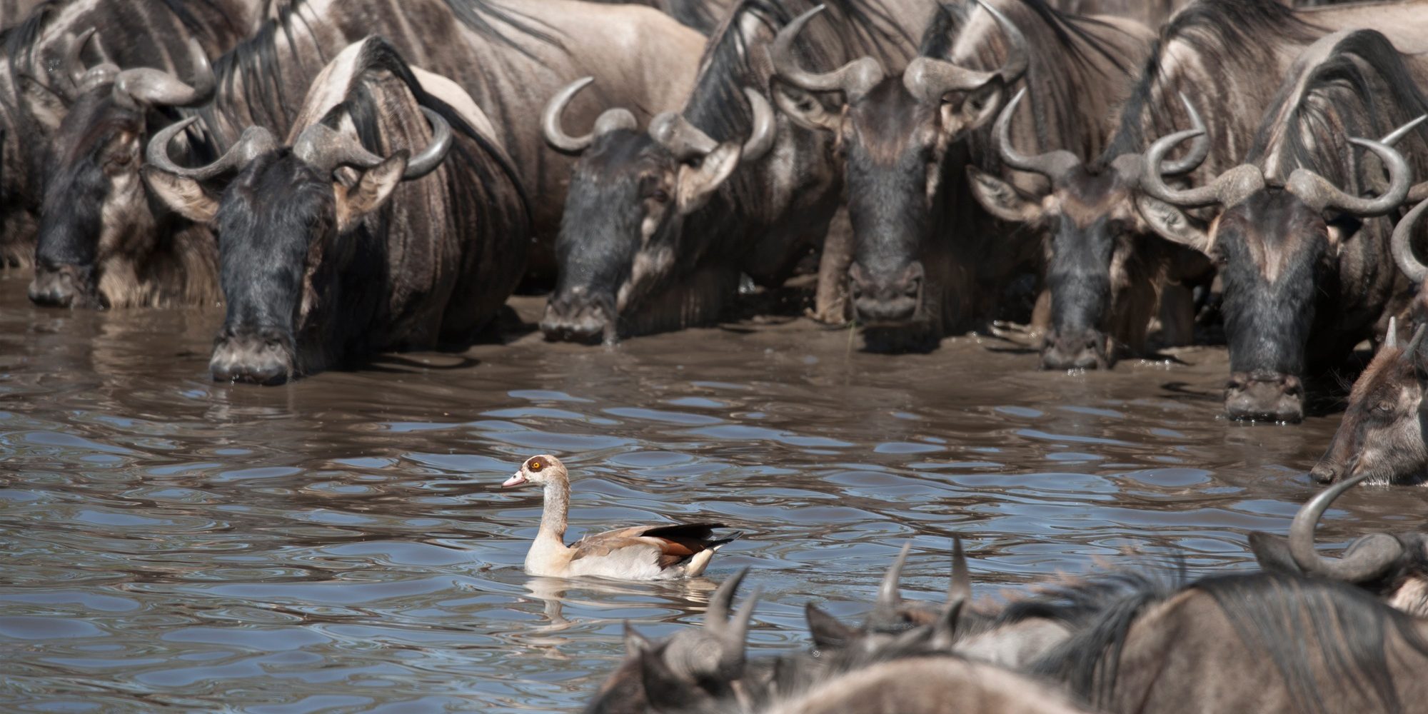 Benson Safaris | Herds of wildebeest and bird at the Serengeti National Park, Tanzania, Africa