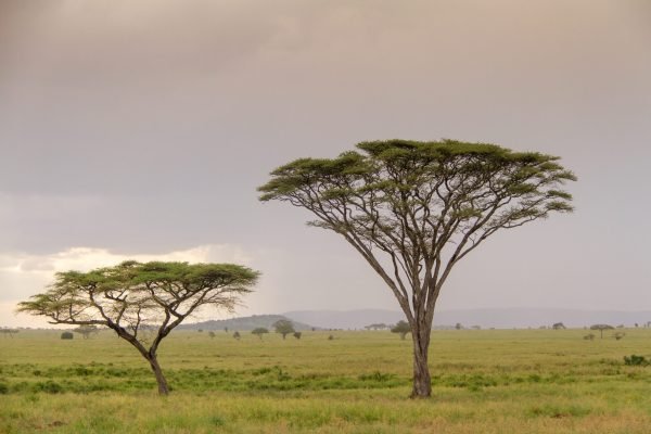 Tanzania Safari Tours