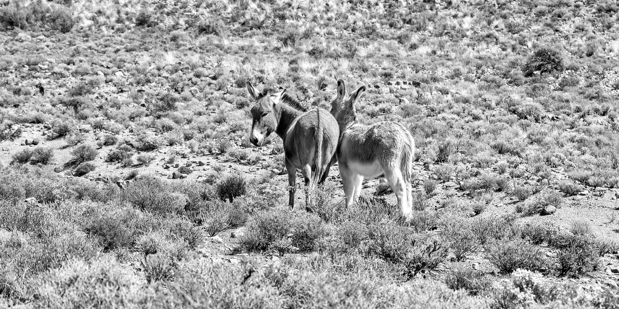 Benson Safaris | Landscape, with donkeys, on the historic Postal Route. Monochrome