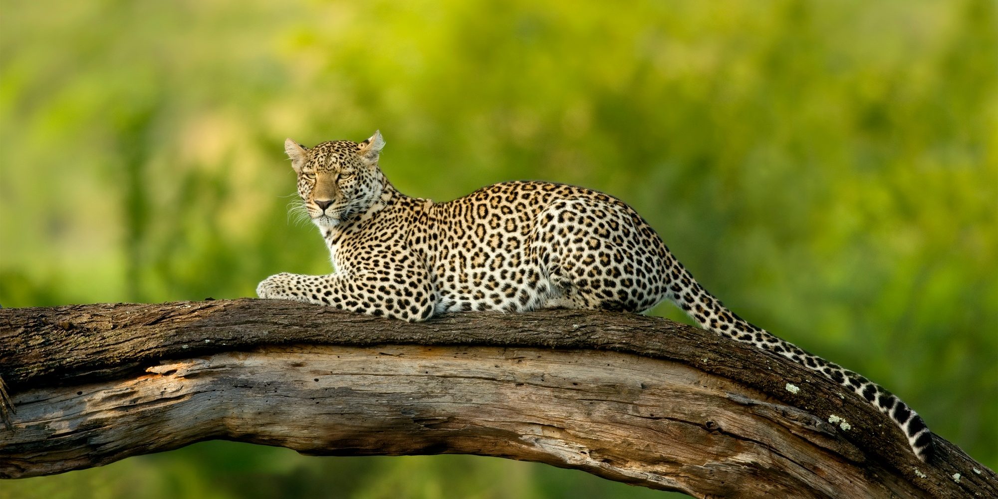 Benson Safaris | Leopard in the serengeti national reserve