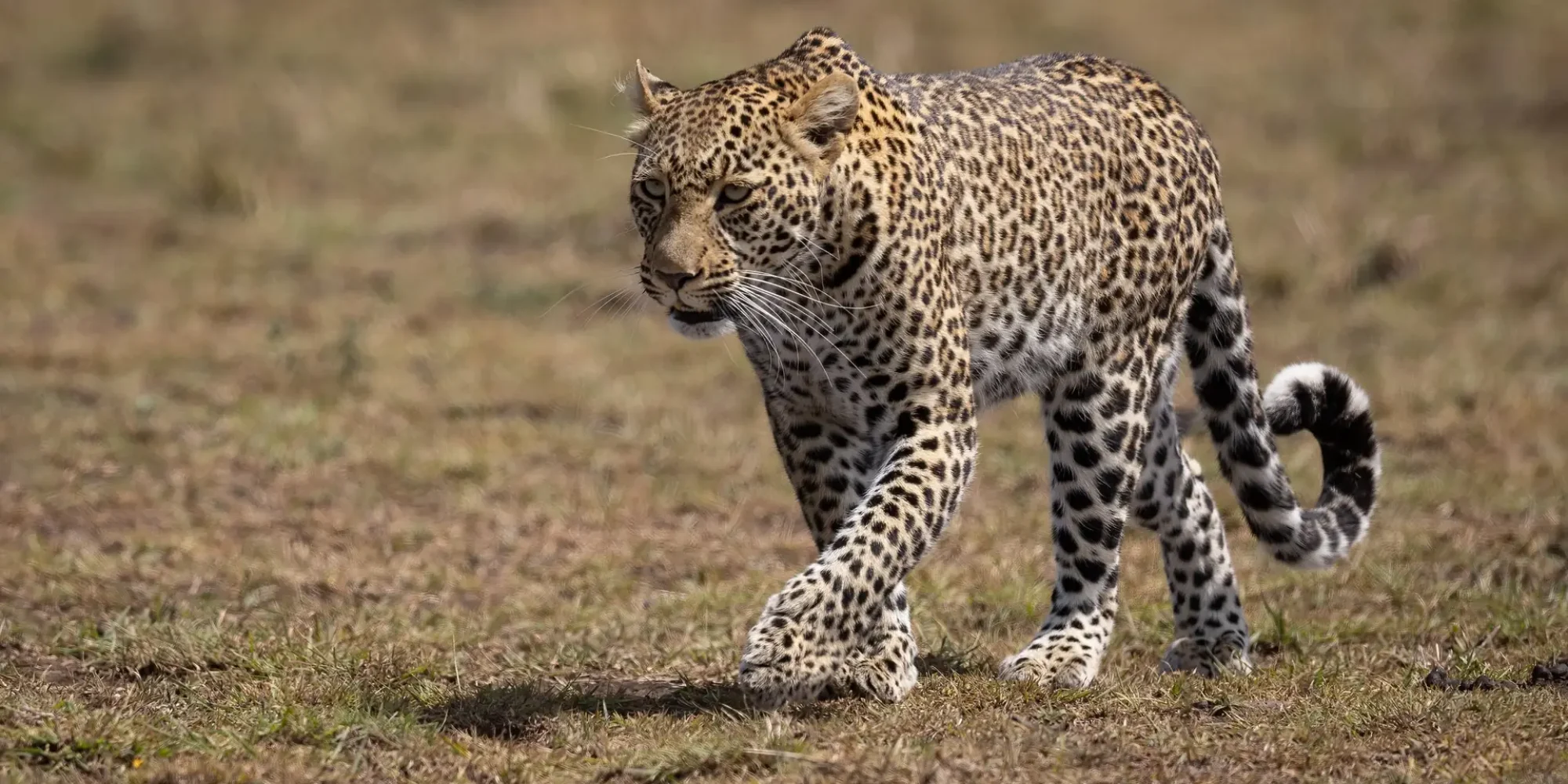 Leopard on Safari in Africa