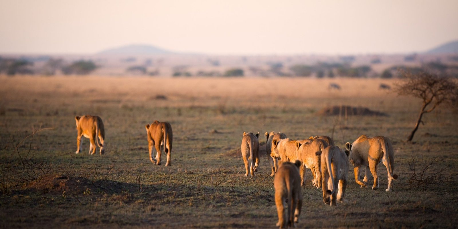 Benson Safaris |Lion pride in Serengeti