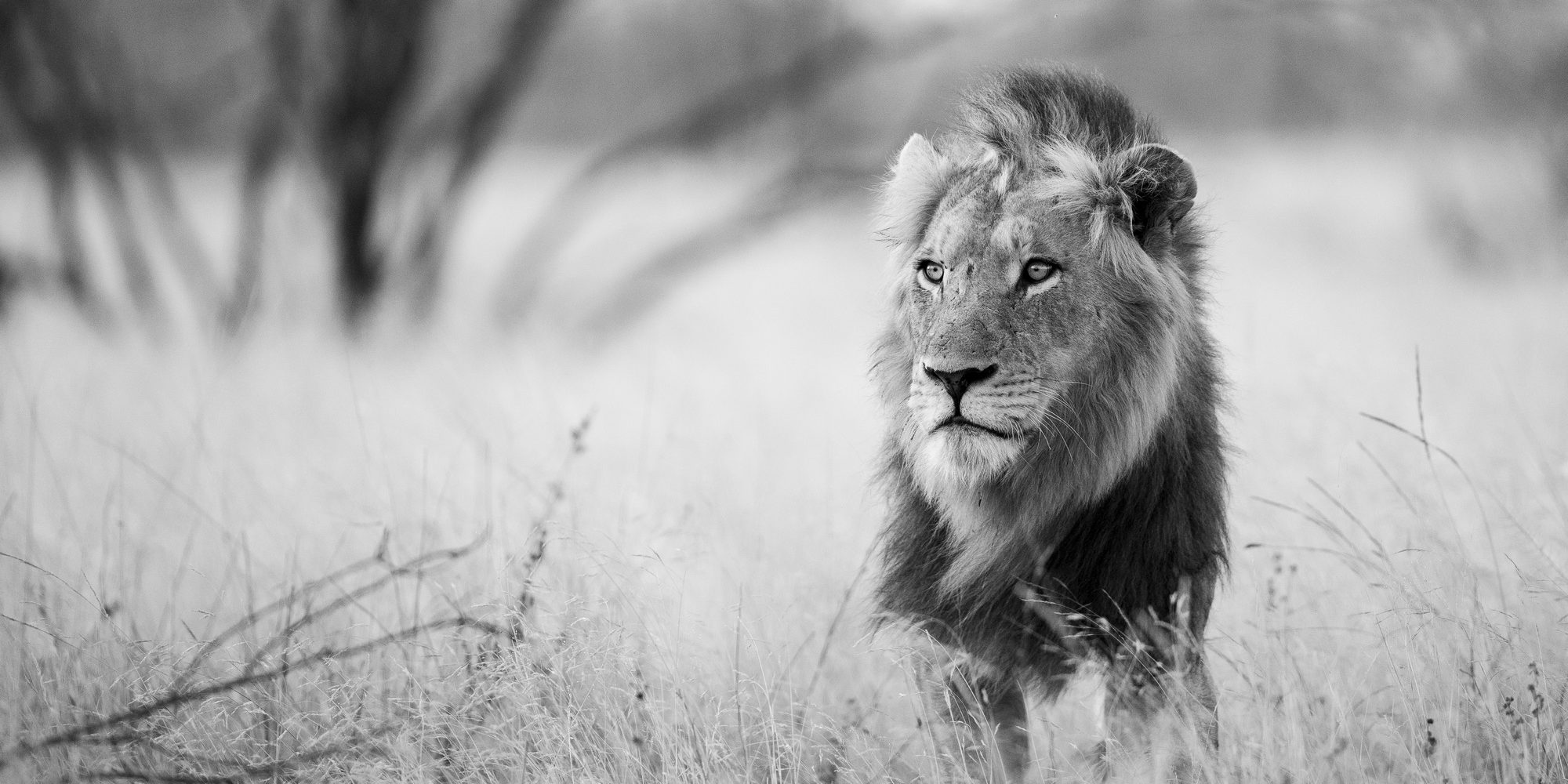 Benson Safaris | Proud lion sitting in grass in safari in black and white blurry background