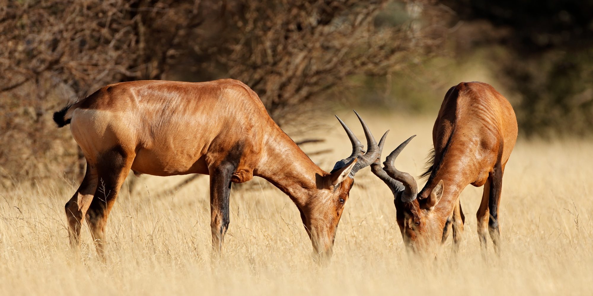 Benson Safaris | Red hartebeest antelopes in grassland