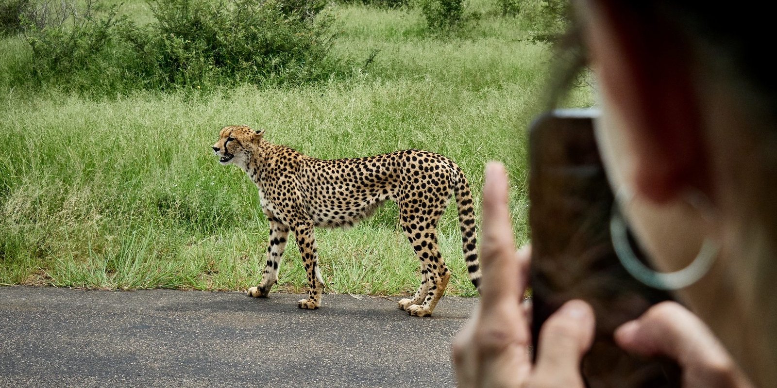 Benson Safaris | Cheetah in safari