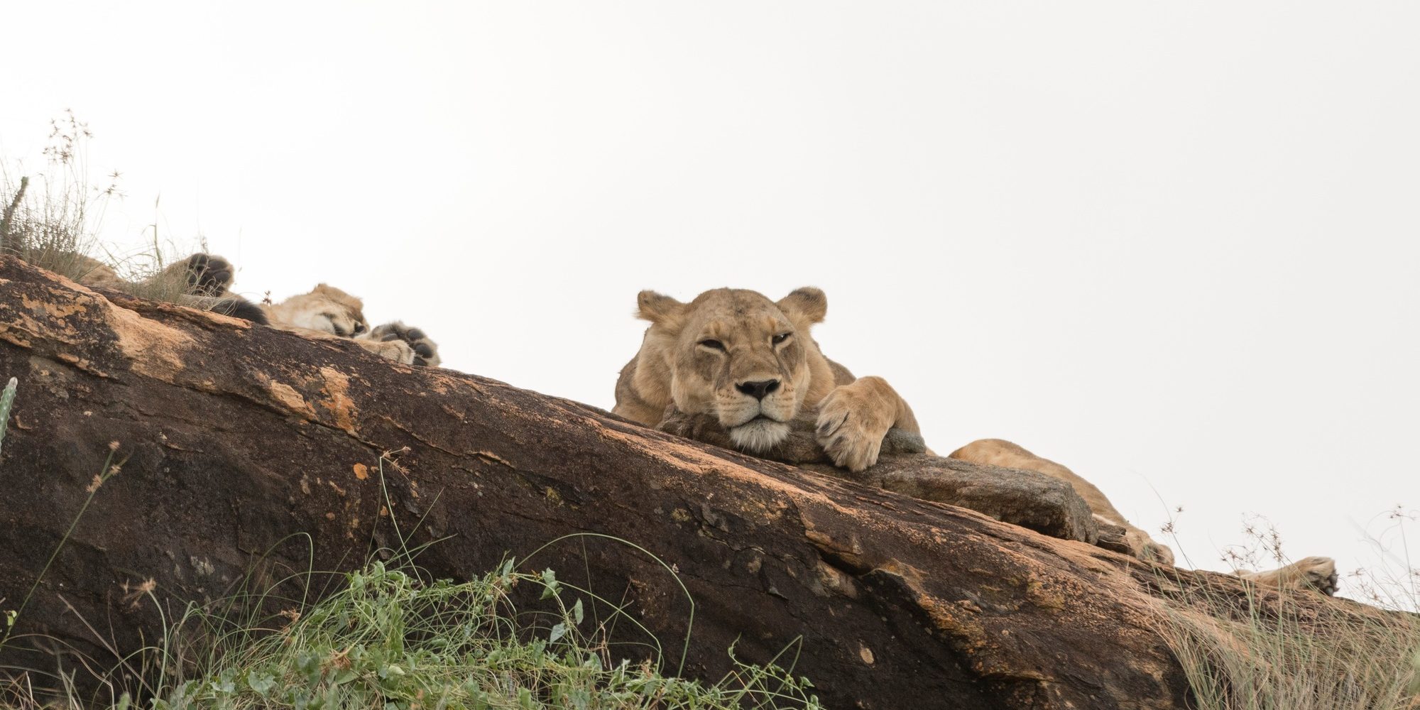5 Day Safari Tours Kenya