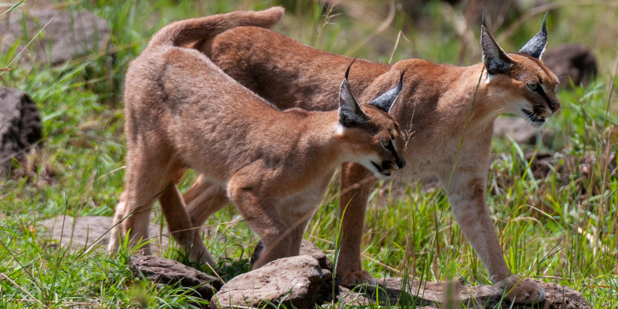Benson Safaris | Two majestic caracals moving through the grasslands.