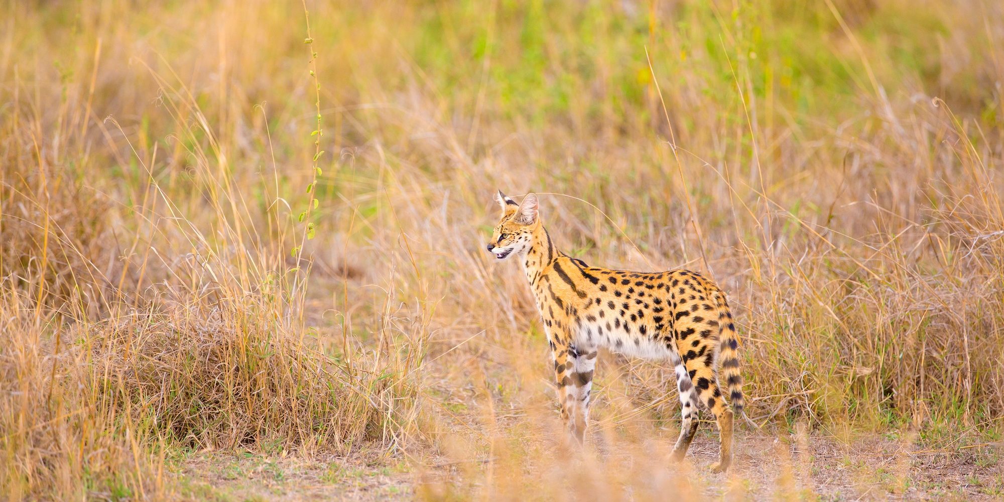 Benson Safaris | Wild serval looking after prey in Serengeti