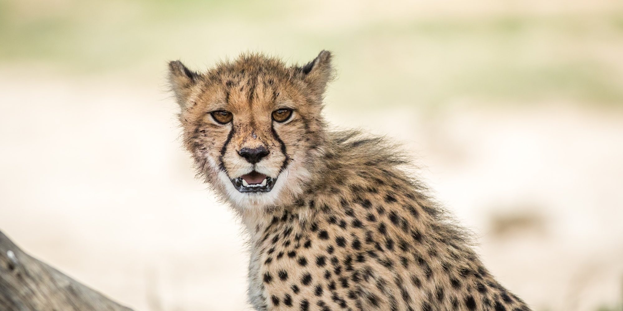 Benson Safaris | Young Cheetah standing in the Kalagadi.